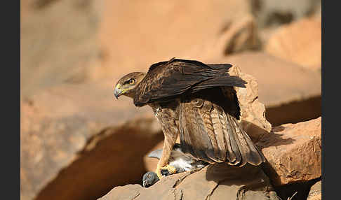 Habichtsadler (Aquila fasciata)