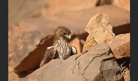 Habichtsadler (Aquila fasciata)