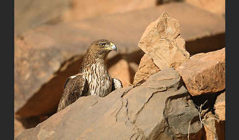 Habichtsadler (Aquila fasciata)