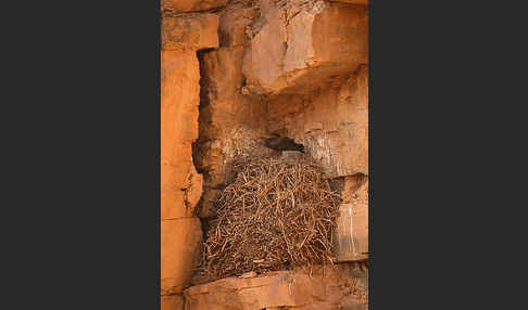 Habichtsadler (Aquila fasciata)