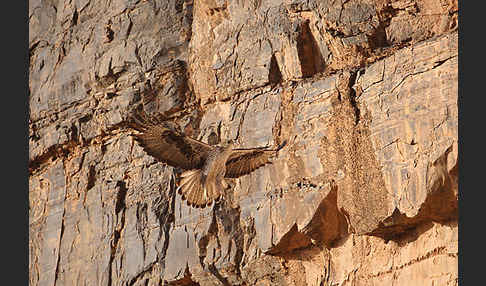 Habichtsadler (Aquila fasciata)