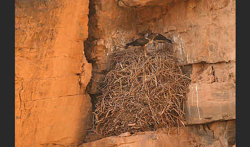 Habichtsadler (Aquila fasciata)