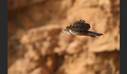 Habichtsadler (Aquila fasciata)