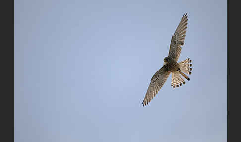 Turmfalke (Falco tinnunculus)