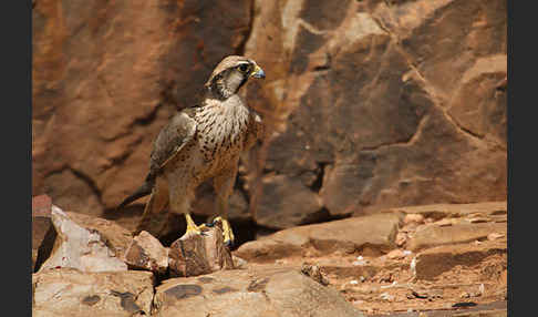 Lannerfalke sspec.1 (Falco biarmicus erlangeri)