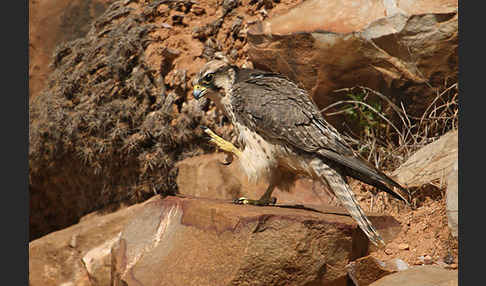 Lannerfalke sspec.1 (Falco biarmicus erlangeri)