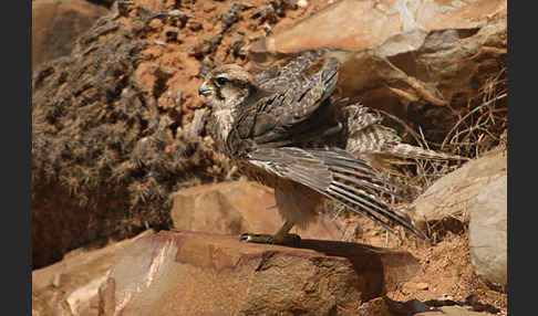 Lannerfalke sspec.1 (Falco biarmicus erlangeri)