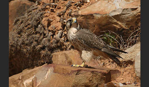 Lannerfalke sspec.1 (Falco biarmicus erlangeri)