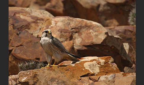 Lannerfalke sspec.1 (Falco biarmicus erlangeri)