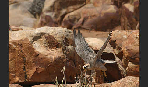 Lannerfalke sspec.1 (Falco biarmicus erlangeri)