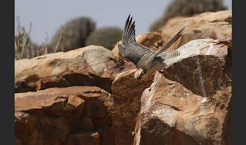 Lannerfalke sspec.1 (Falco biarmicus erlangeri)