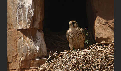 Lannerfalke sspec.1 (Falco biarmicus erlangeri)