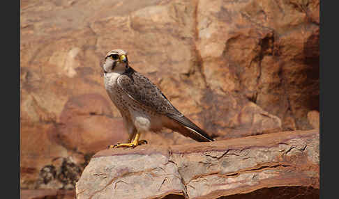 Lannerfalke sspec.1 (Falco biarmicus erlangeri)