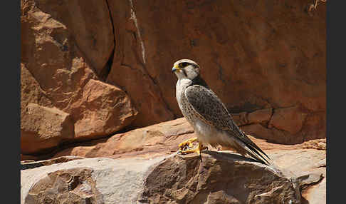 Lannerfalke sspec.1 (Falco biarmicus erlangeri)