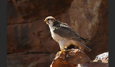 Lannerfalke sspec.1 (Falco biarmicus erlangeri)