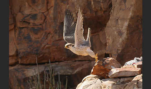 Lannerfalke sspec.1 (Falco biarmicus erlangeri)