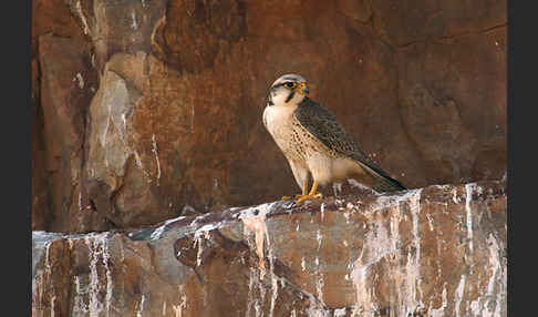 Lannerfalke sspec.1 (Falco biarmicus erlangeri)