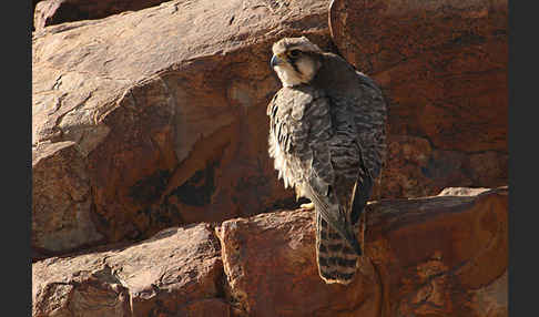 Lannerfalke sspec.1 (Falco biarmicus erlangeri)