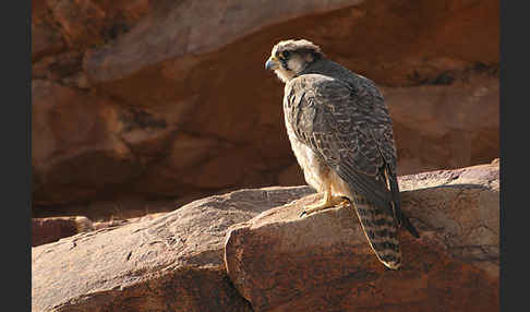 Lannerfalke sspec.1 (Falco biarmicus erlangeri)