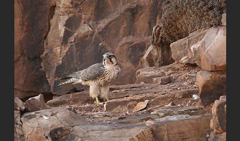 Lannerfalke sspec.1 (Falco biarmicus erlangeri)