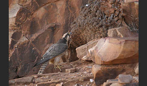 Lannerfalke sspec.1 (Falco biarmicus erlangeri)