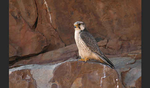 Lannerfalke sspec.1 (Falco biarmicus erlangeri)