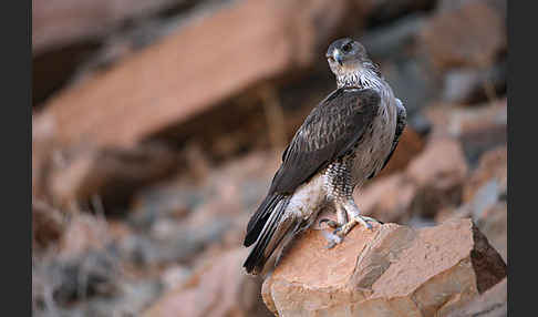 Habichtsadler (Aquila fasciata)