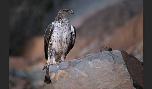 Habichtsadler (Aquila fasciata)