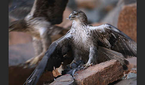 Habichtsadler (Aquila fasciata)