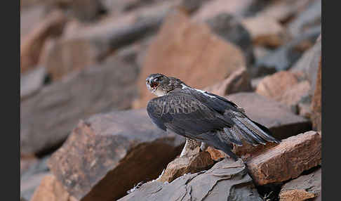 Habichtsadler (Aquila fasciata)