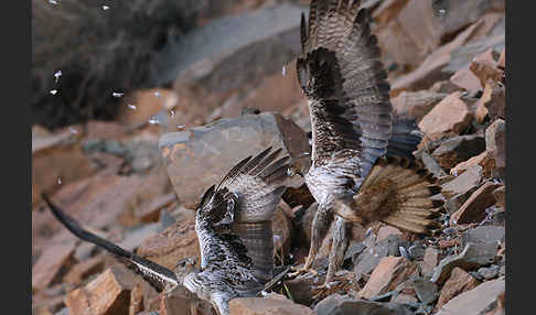 Habichtsadler (Aquila fasciata)