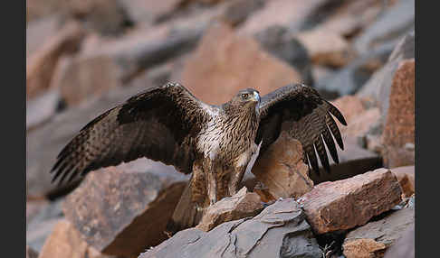 Habichtsadler (Aquila fasciata)