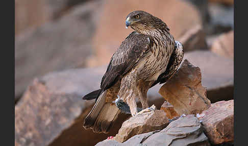 Habichtsadler (Aquila fasciata)