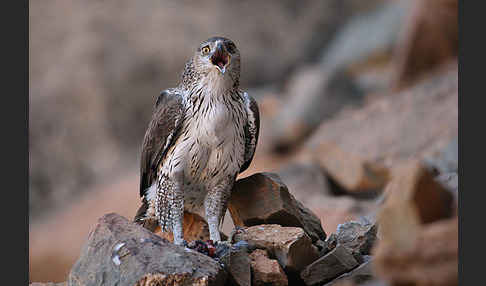 Habichtsadler (Aquila fasciata)