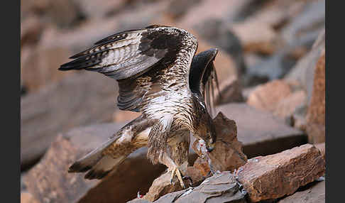 Habichtsadler (Aquila fasciata)