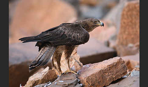 Habichtsadler (Aquila fasciata)