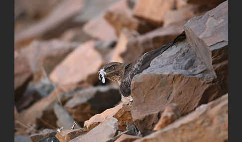 Habichtsadler (Aquila fasciata)