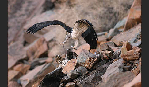 Habichtsadler (Aquila fasciata)