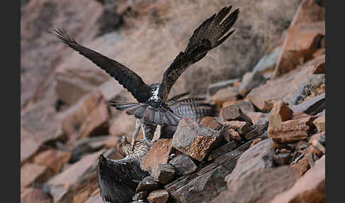 Habichtsadler (Aquila fasciata)