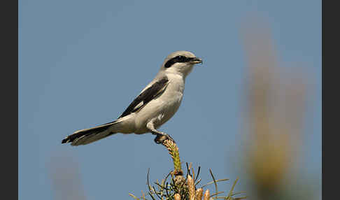 Raubwürger (Lanius excubitor koenigi)