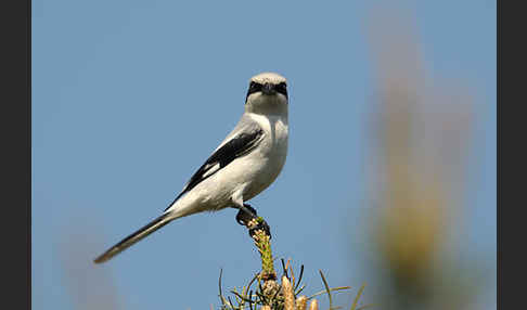 Raubwürger (Lanius excubitor koenigi)