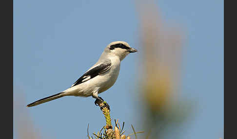 Raubwürger (Lanius excubitor koenigi)