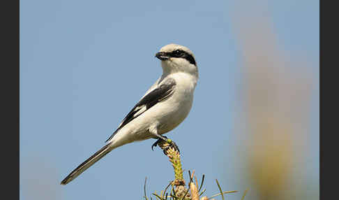 Raubwürger (Lanius excubitor koenigi)