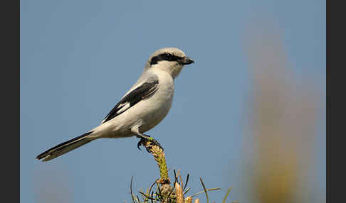 Raubwürger (Lanius excubitor koenigi)