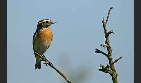 Braunkehlchen (Saxicola rubetra)