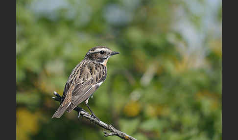 Braunkehlchen (Saxicola rubetra)