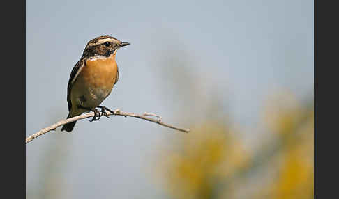 Braunkehlchen (Saxicola rubetra)