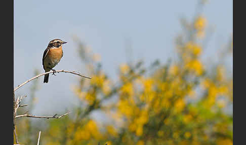 Braunkehlchen (Saxicola rubetra)