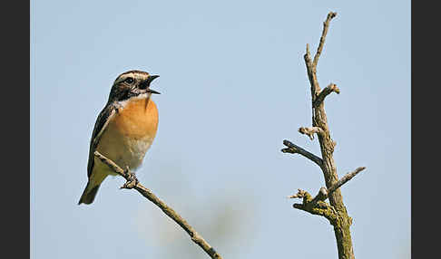 Braunkehlchen (Saxicola rubetra)