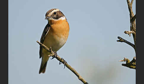 Braunkehlchen (Saxicola rubetra)